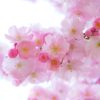 Tatuaż kwiat wiśni (sakura) – symbolika